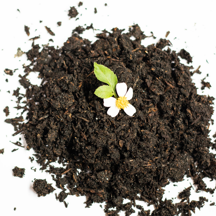 Collection image for: Plant Essentials