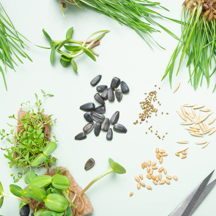 Collection image for: Microgreen Seeds