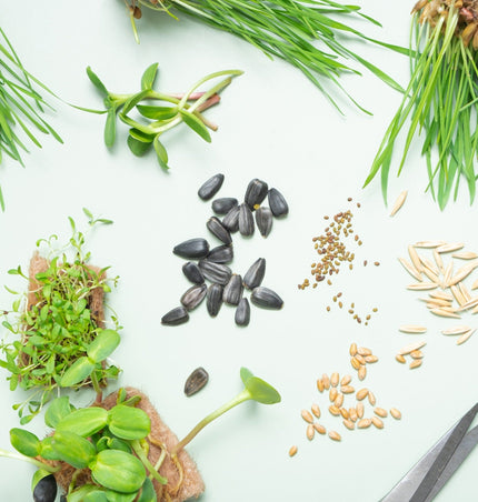 Microgreen Seeds