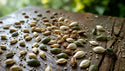 Vegetable Seeds