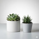 Succulents