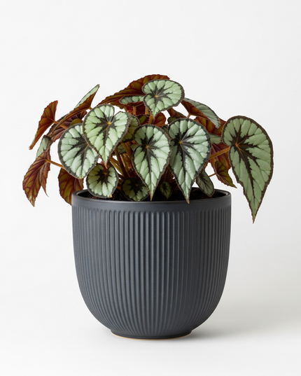 Rex Begonia