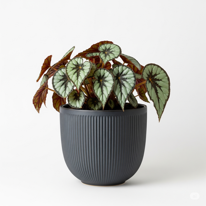 Rex Begonia