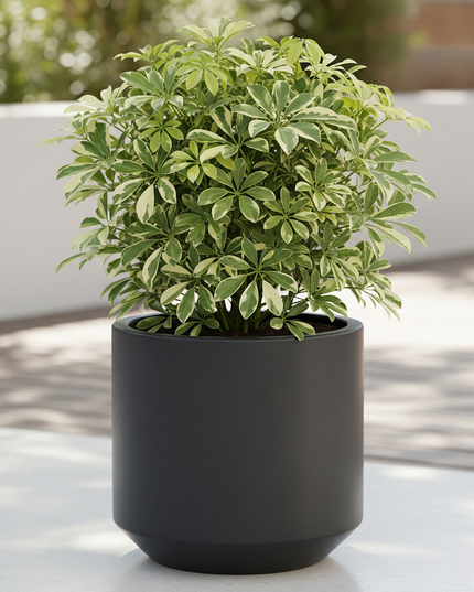 Schefflera Variegated Outdoor