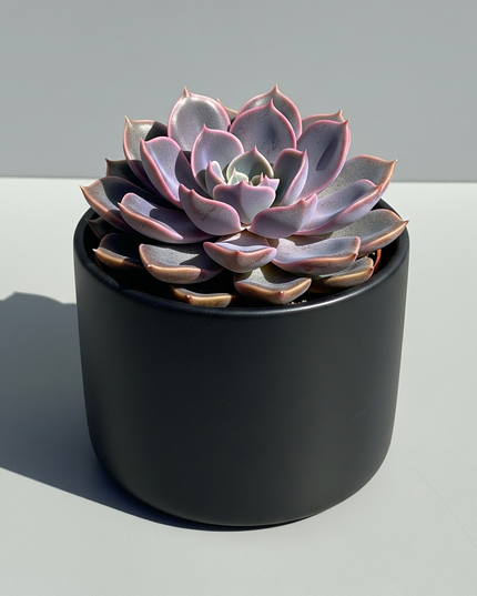 Echeveria Perle von Nurnberg