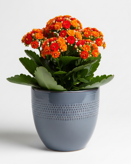 Kalanchoe Blossfeldiana