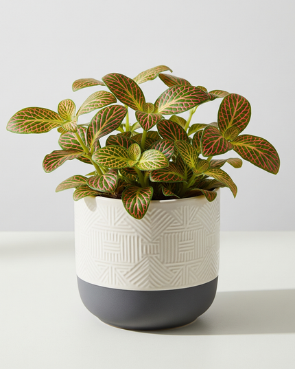 Fittonia Nerve Plant
