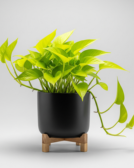 Pothos Neon