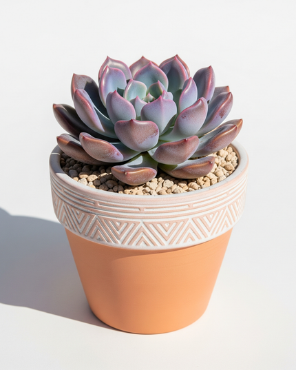 Graptoveria Debbie
