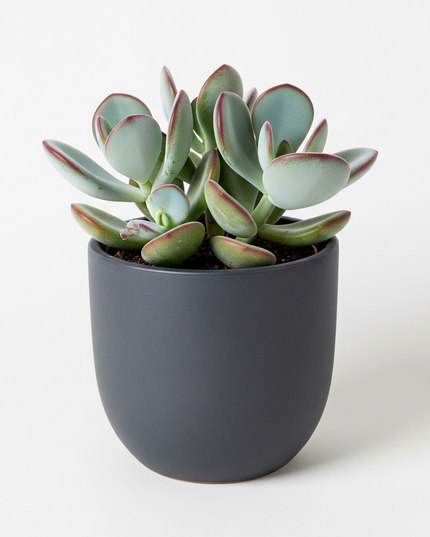 Cotyledon orbiculata (Pig’s Ear)