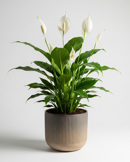 Peace Lily