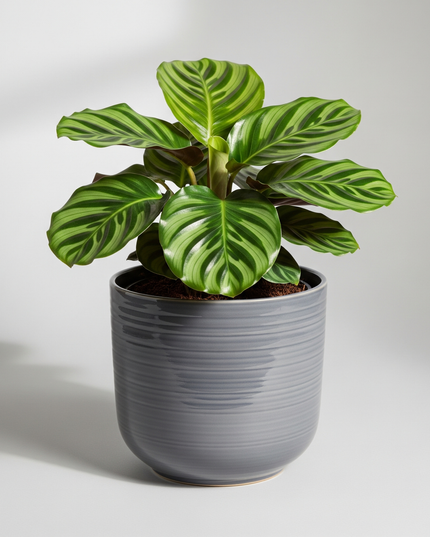 Calathea Orbifolia