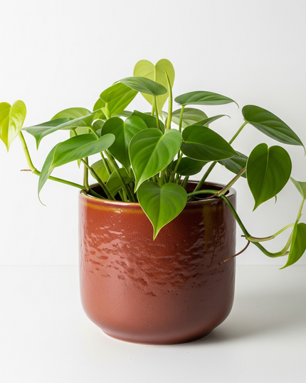 Philodendron Heartleaf