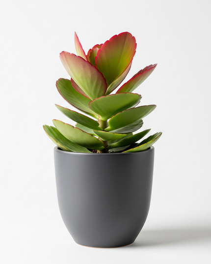 Kalanchoe luciae (Paddle Plant)