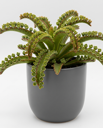 Kalanchoe daigremontiana (Mother of Thousands)