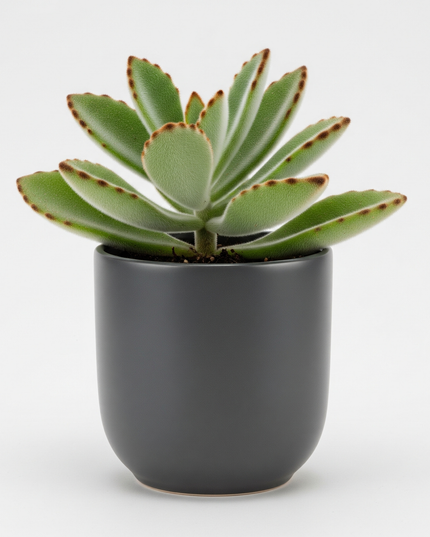 Kalanchoe tomentosa (Panda Plant)