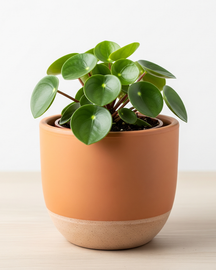 Peperomia Green