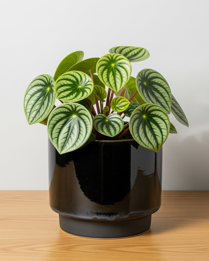 Peperomia Watermelon