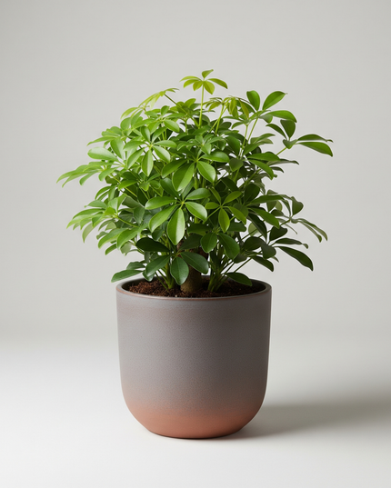 Schefflera Arboricola
