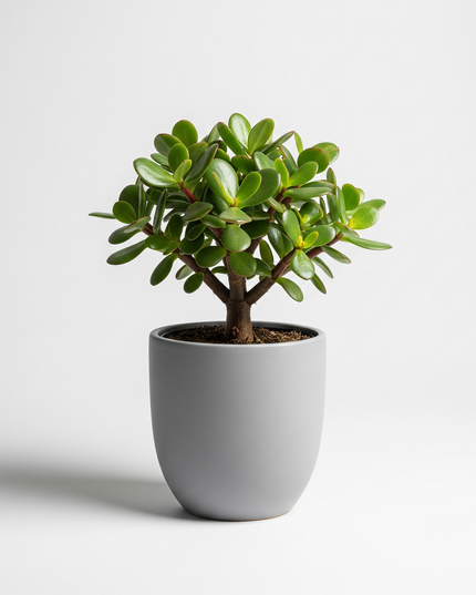 Portulacaria afra (Elephant Bush)