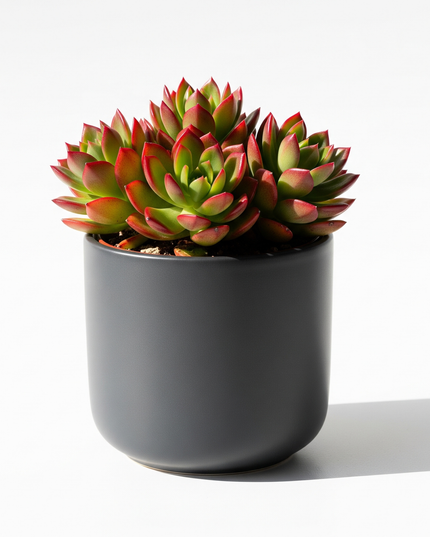 Anacampseros telephiastrum (Sunrise Succulent)