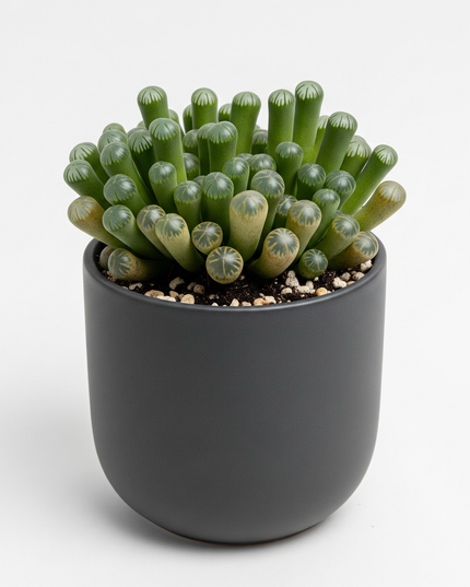 Fenestraria rhopalophylla (Baby Toes)