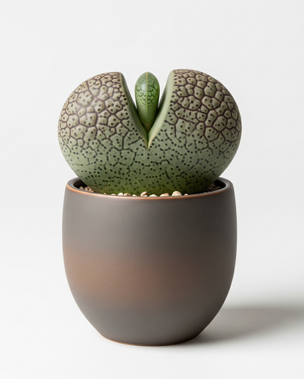 Pleiospilos nelii (Split Rock)