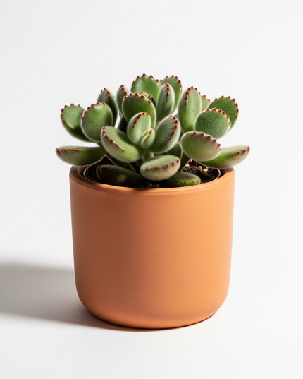 Cotyledon tomentosa (Bear’s Paw)