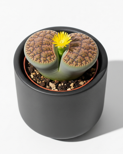 Lithops (Living Stones)