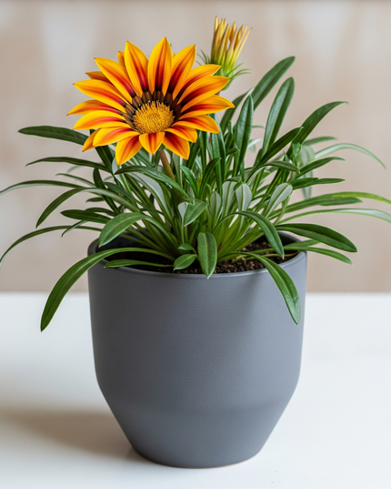 Gazania