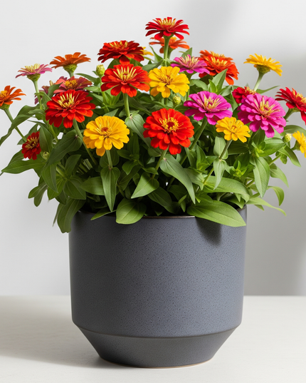Zinnia