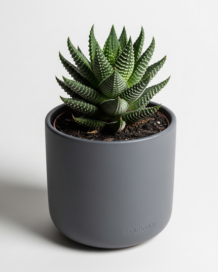 Haworthia limifolia