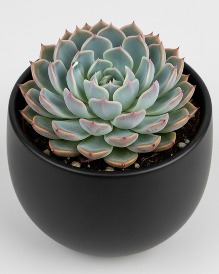 Echeveria Lola