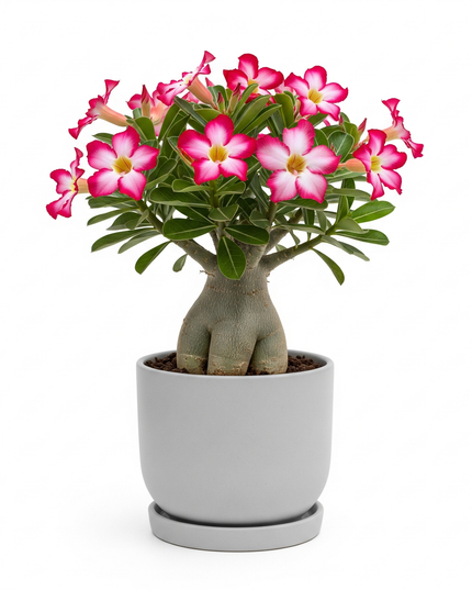 Adenium obesum (Desert Rose)