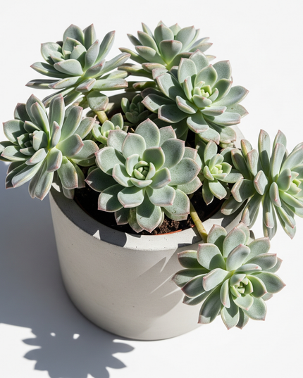 Graptopetalum paraguayense (Ghost Plant)
