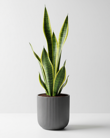 Sansevieria Laurentii