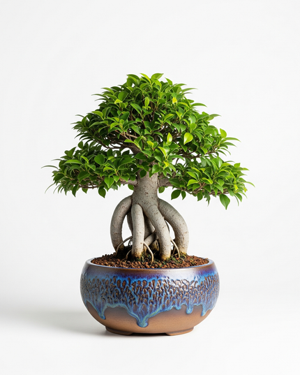 Ficus Bonsai