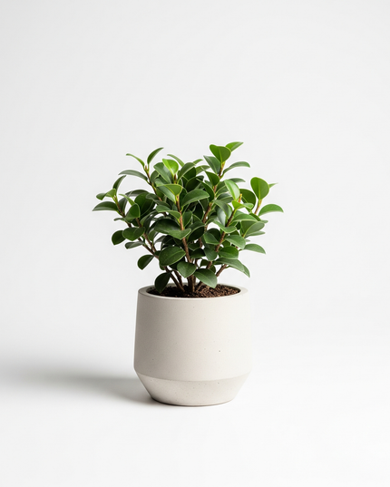 Ficus Panda