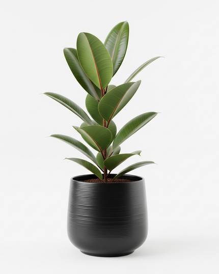Rubber Plant (Ficus elastica)