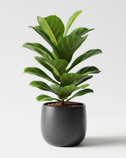Fiddle Leaf Fig