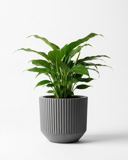 Peace Lily Compacta