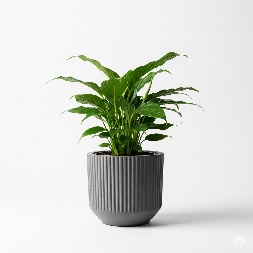 Peace Lily Compacta