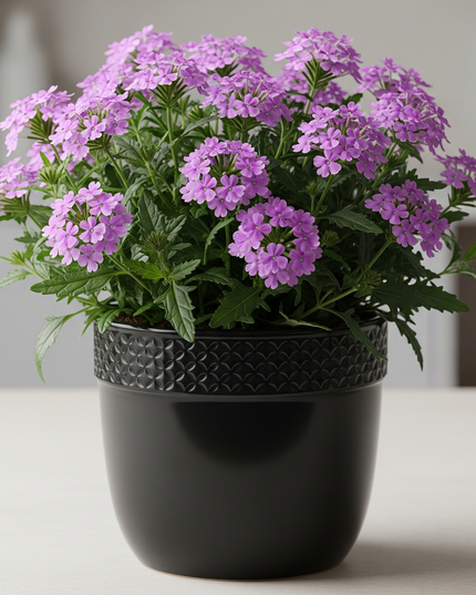 Verbena