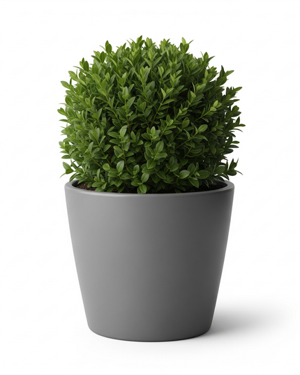 Hedge Boxwood (Buxus)