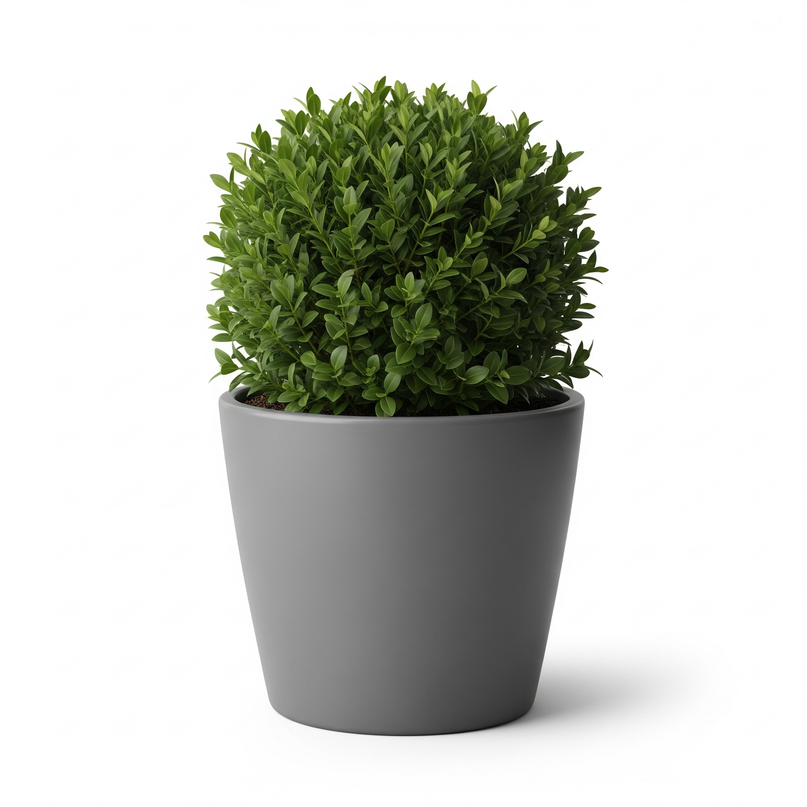 Hedge Boxwood (Buxus)