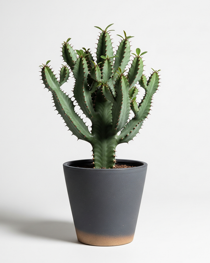 Euphorbia antiquorum