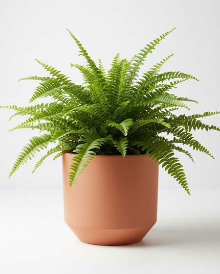 Boston Fern
