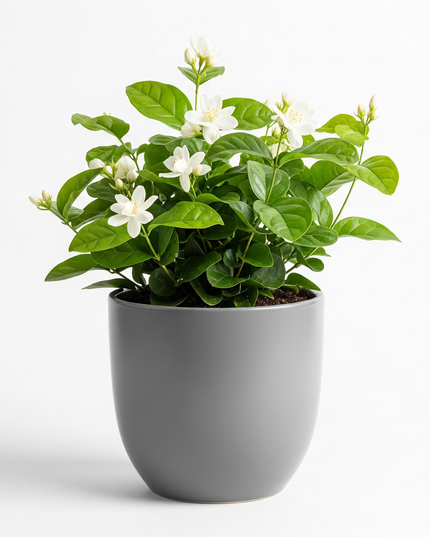 Jasmine (Jasminum)