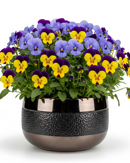 Pansy