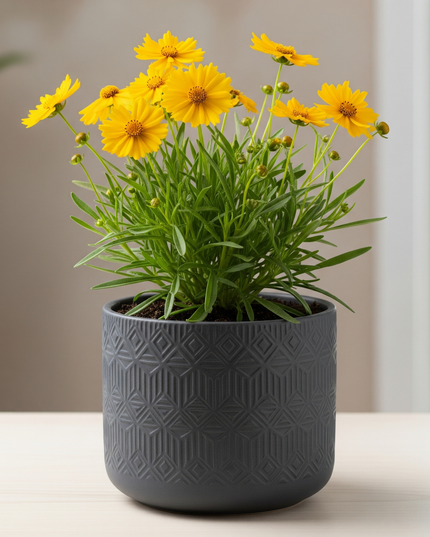 Coreopsis
